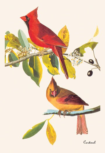 Buy ARTCANVAS Cardinal Grosbeak Canvas Art Print by John James Audubon